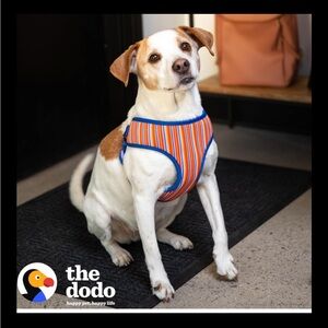 The Dodo Striped Dog Harness Soft breathable Large Happy Pet Happy Life Ne